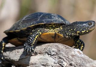 The Turtle Village in Carnoules