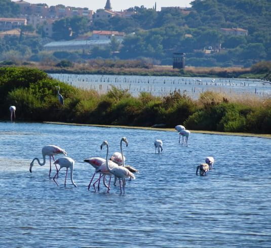 Flamants rose dans les salins - Tourisme Giens