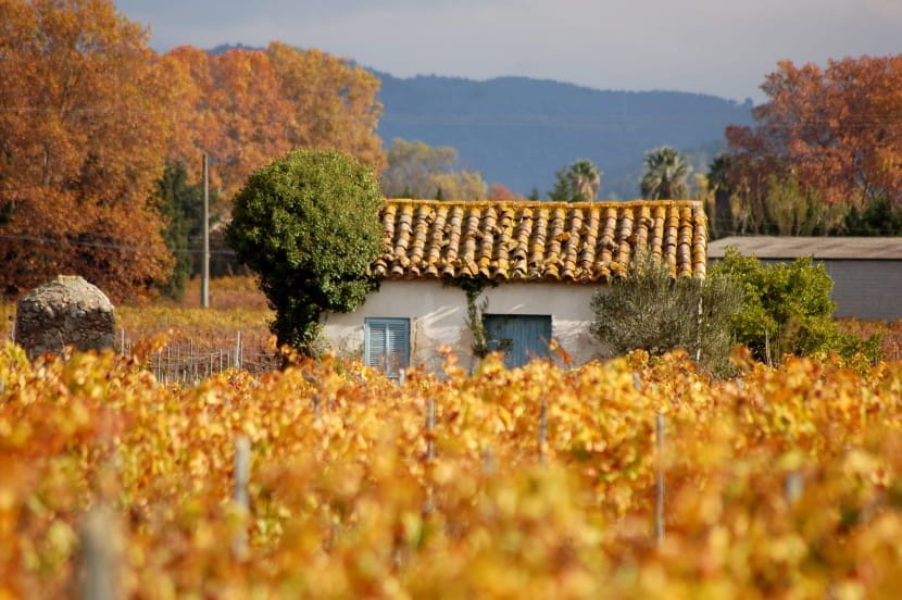 Paysage Provençal près de Hyères