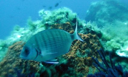 Snorkeling le long de la côte Sud (Polynésie, Port Auguier)